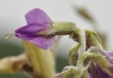 Oxytropis mandshurica