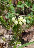 Phyllodoce aleutica. Верхушка цветущего растения. Камчатский край, Елизовский р-н, подножие горы Летняя Поперечная, склон ЮЗ экспозиции, тундра. 04.08.2024.