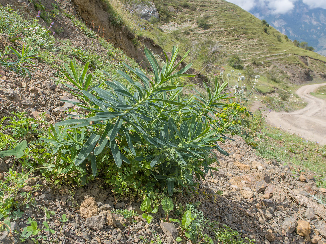 Изображение особи Euphorbia iberica.