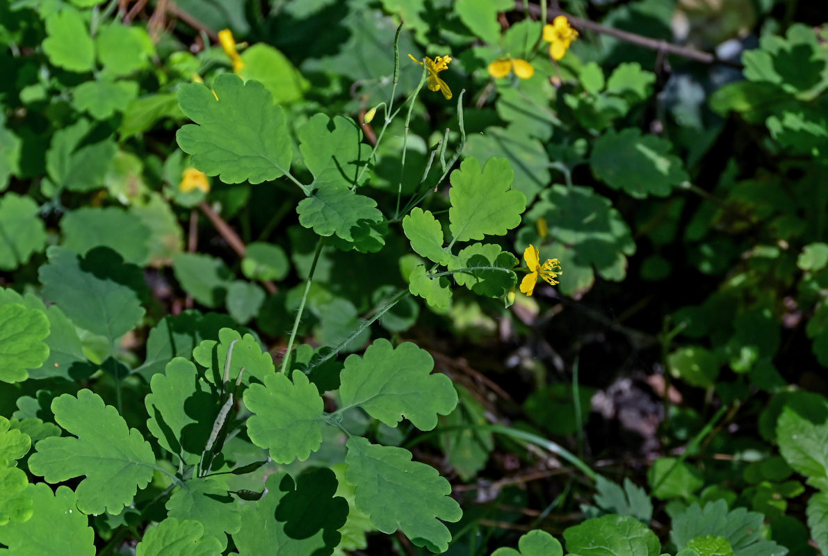 Image of Chelidonium majus specimen.