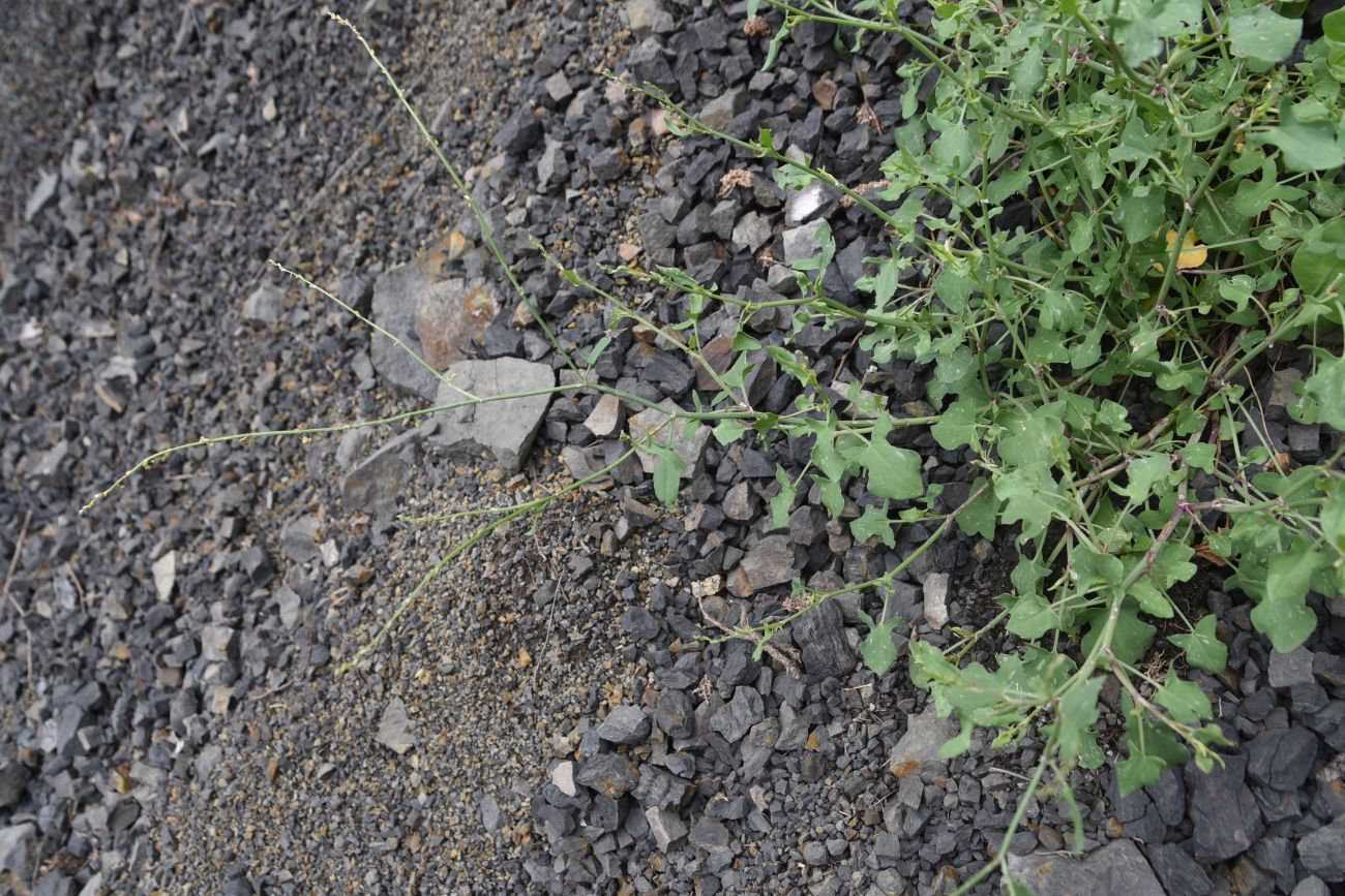 Image of Rumex hastifolius specimen.