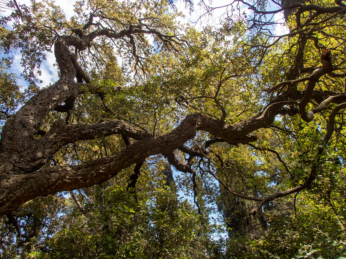 Image of Quercus suber specimen.