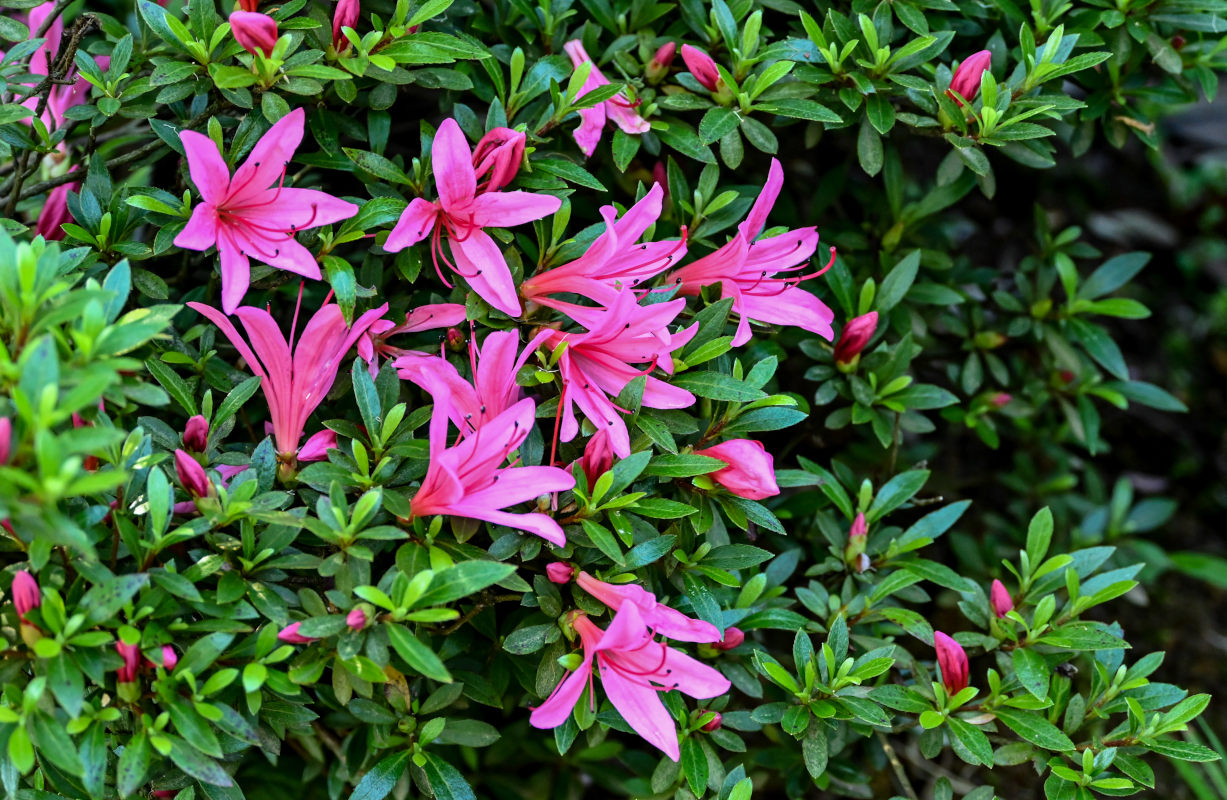 Image of genus Rhododendron specimen.