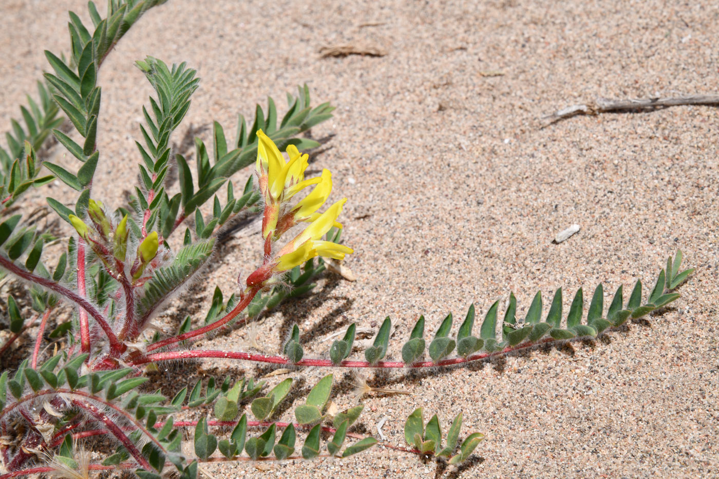 Image of Astragalus rubtzovii specimen.