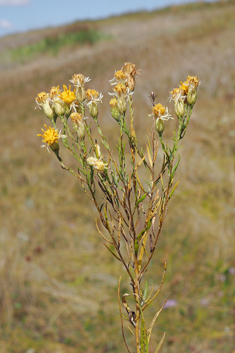 Image of Galatella crinitoides specimen.