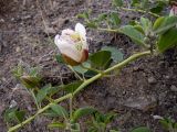 Capparis herbacea. Часть веточки с распускающимся цветком и бутоном. Крым, Южный Берег, окр. пос. Новый Свет, высокий берег моря, каменисто-глинистый склон рядом с туристической тропой. 07.06.2024.