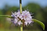 Mentha canadensis