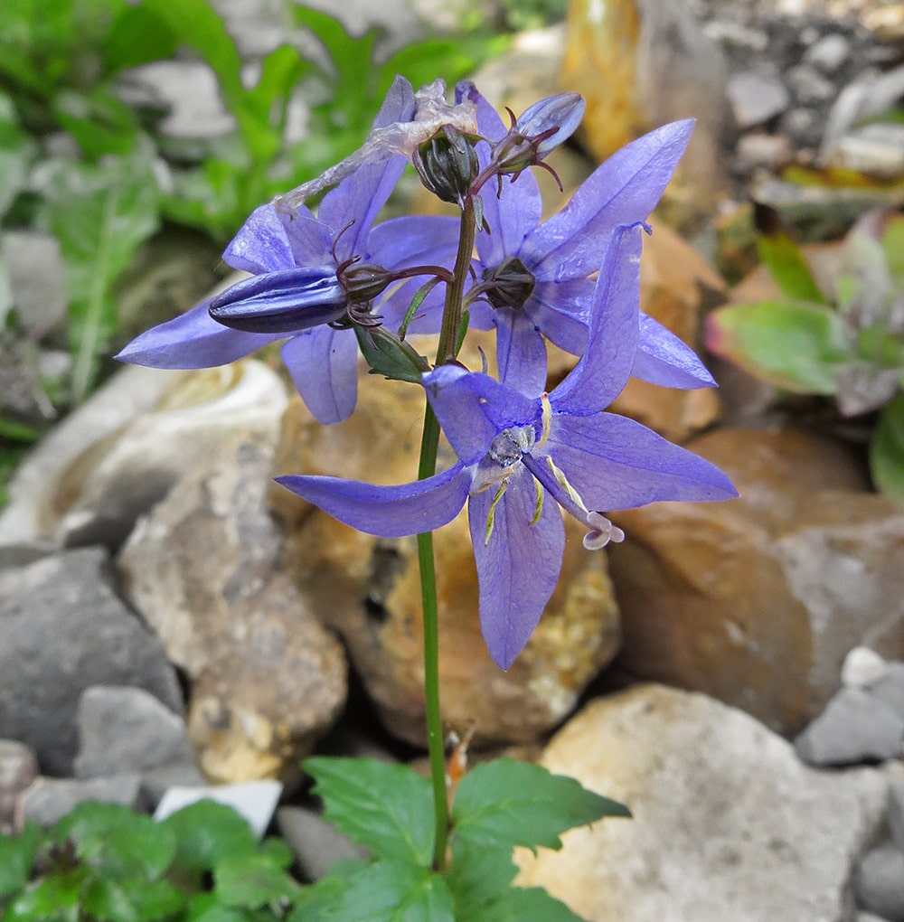 Изображение особи Popoviocodonia stenocarpa.