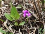 View full-size image Viola primorskajensis