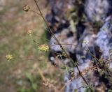 View full-size image Poterium sanguisorba