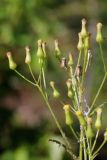 View full-size image Senecio dubitabilis