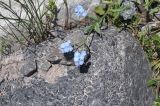 View full-size image Myosotis alpestris