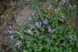 View full-size image genus Astragalus