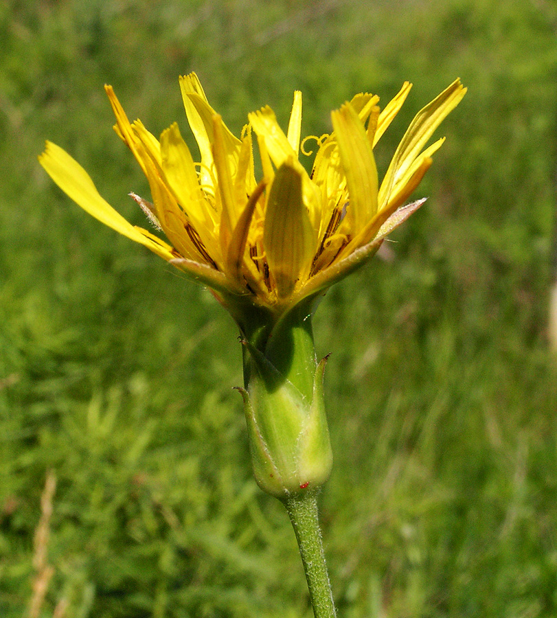 Image of Scorzonera stricta specimen.