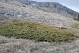 Juniperus hemisphaerica. Заросли на каменистом горном склоне. Крым, гора Чатыр-Даг (верхнее плато). 30.04.2011.