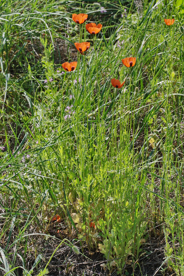 Image of Papaver stevenianum specimen.