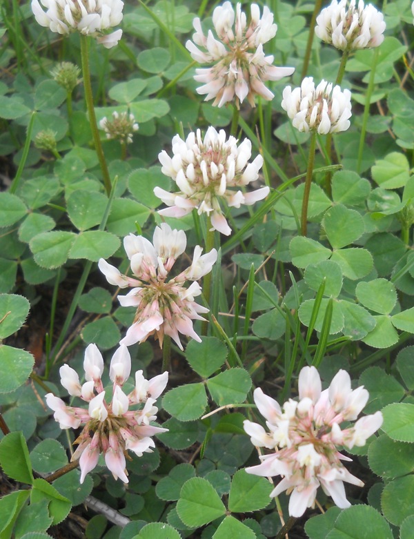 Изображение особи Trifolium repens.