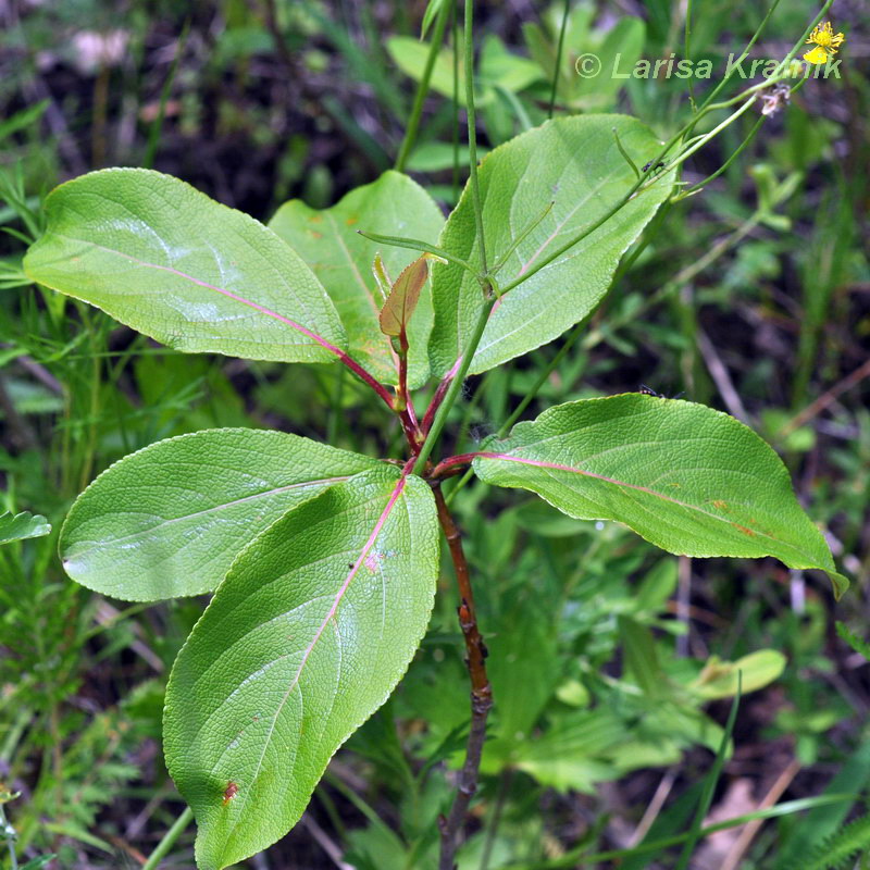 Image of Populus koreana specimen.