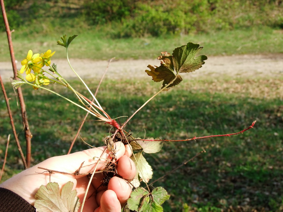 Image of Waldsteinia ternata ssp. maximowicziana specimen.