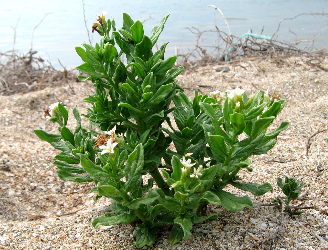 Image of Argusia sibirica specimen.