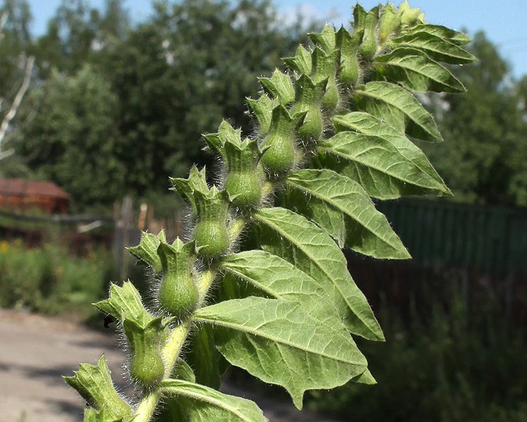 Изображение особи Hyoscyamus niger.