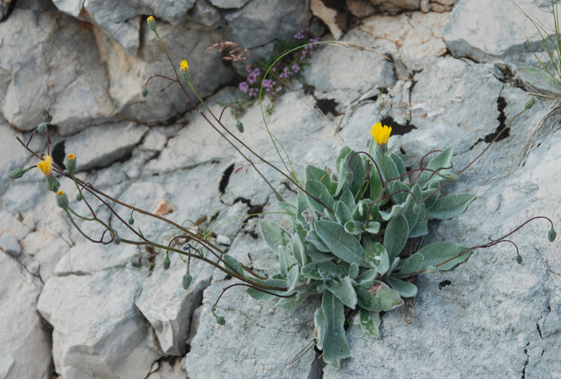 Image of familia Asteraceae specimen.