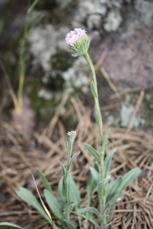 Изображение особи род Erigeron.