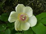 Paeonia tomentosa