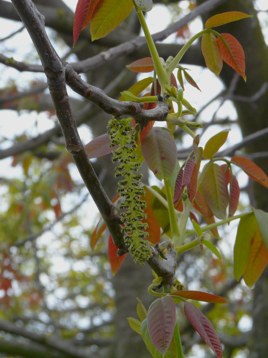 Image of Juglans regia specimen.