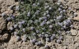 Ziziphora pamiroalaica. Цветущее растение. Таджикистан, Памир, восточнее перевала Кой-Тезек, 4200 м н.у.м. 02.08.2011.