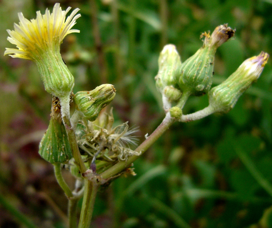 Изображение особи Sonchus oleraceus.