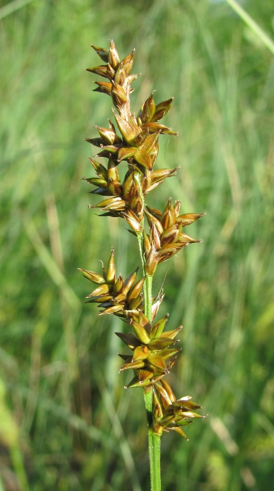 Изображение особи Carex elongata.