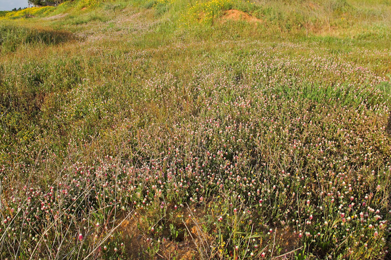 Изображение особи Trifolium philistaeum.