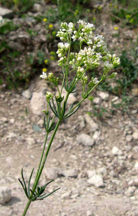 Изображение особи Galium biebersteinii.