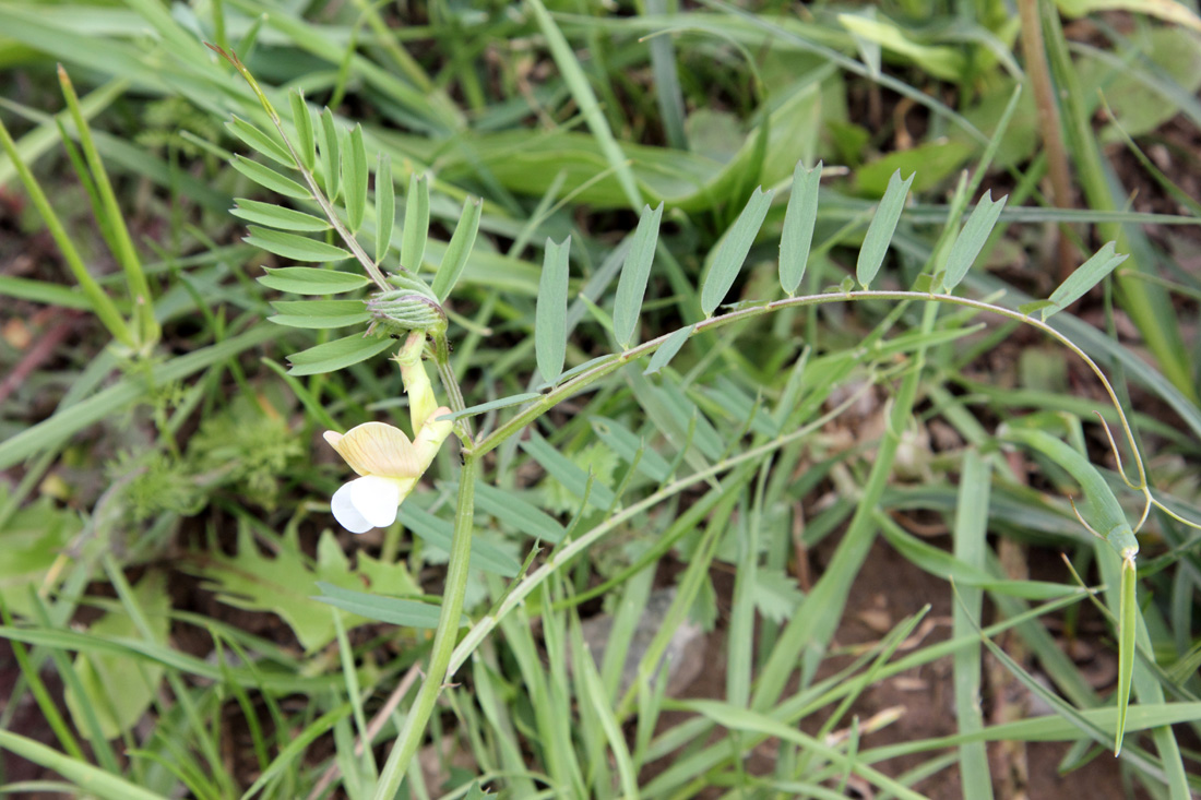 Image of Vicia gracilior specimen.