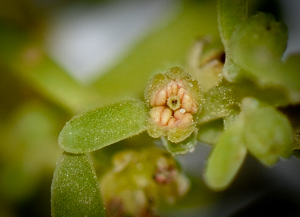 Image of Suaeda monoica specimen.