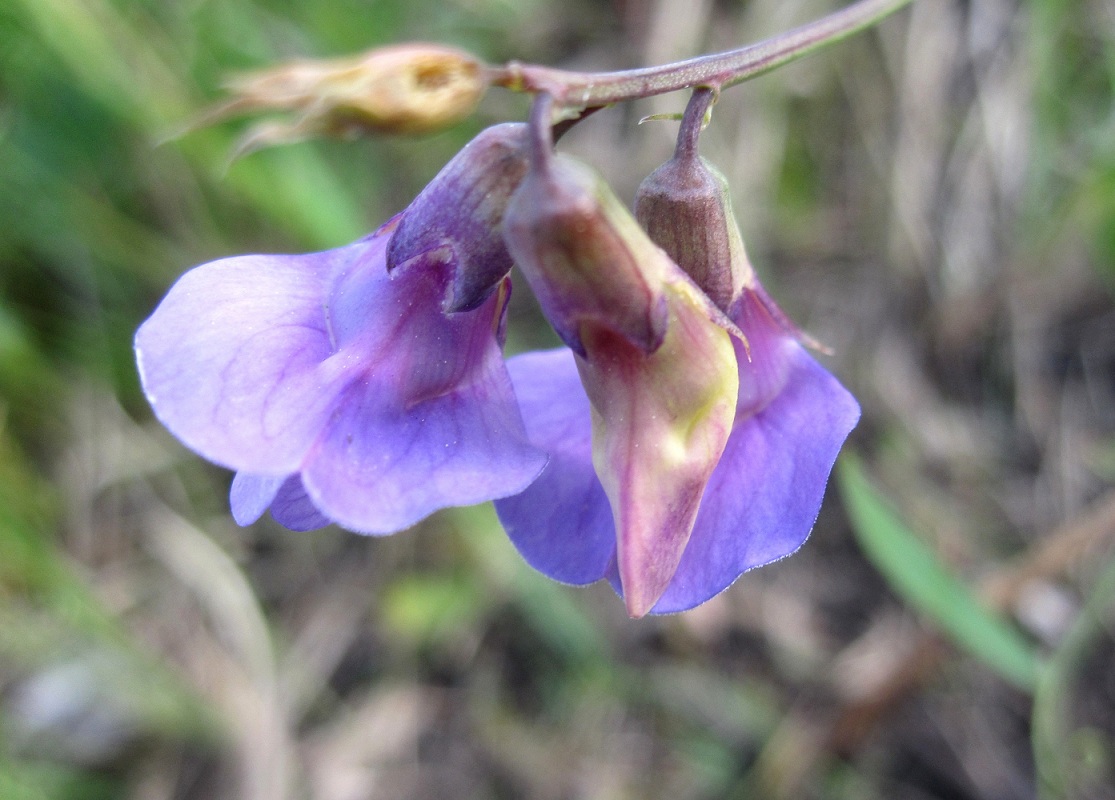 Изображение особи Lathyrus palustris.