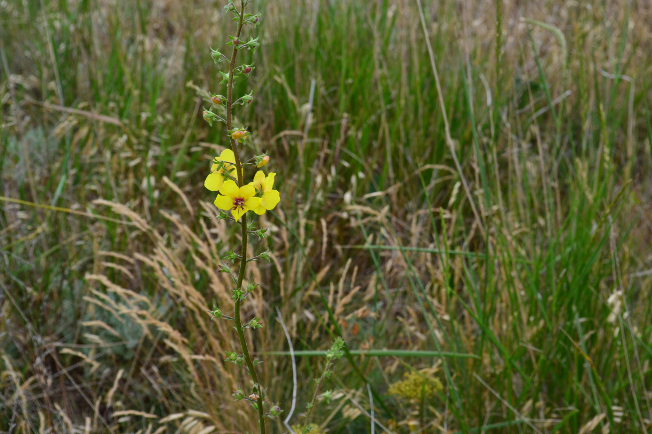 Изображение особи Verbascum blattaria.