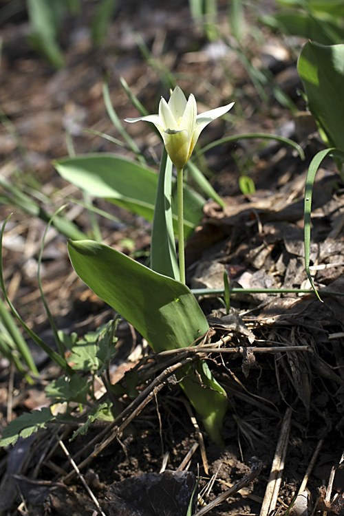 Image of Tulipa berkariensis specimen.