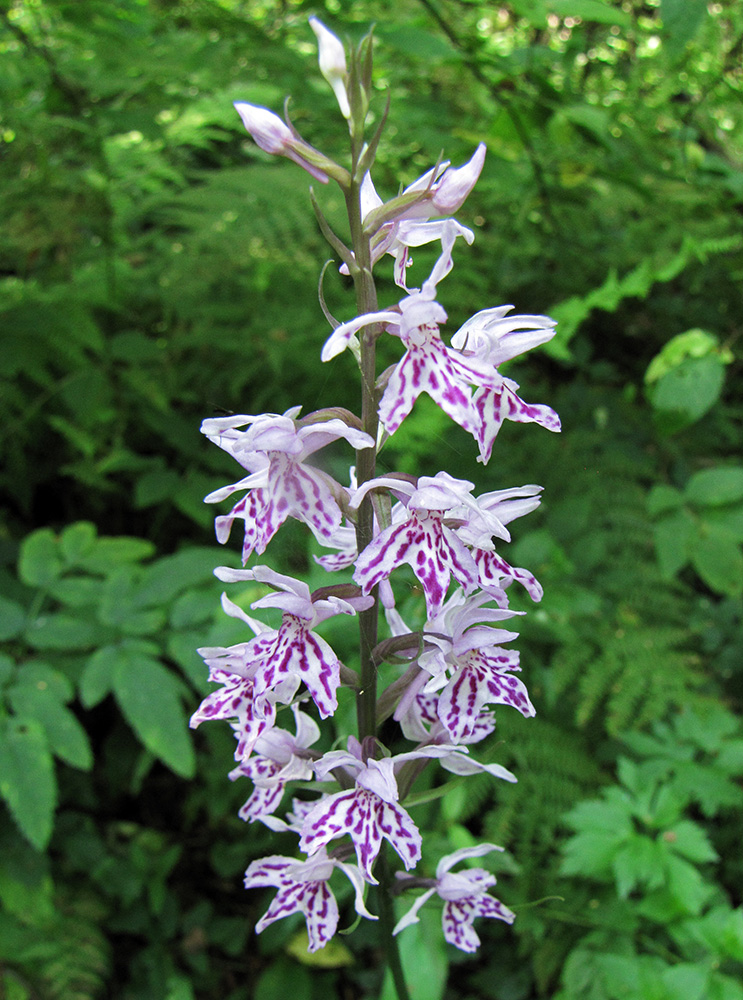 Изображение особи Dactylorhiza fuchsii.