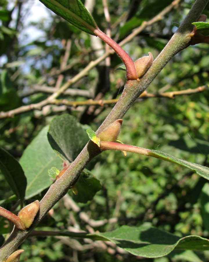 Image of Salix cinerea specimen.