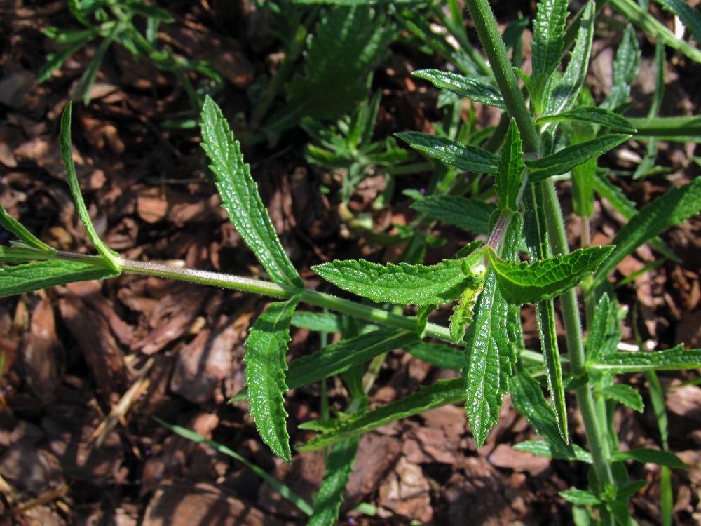 Image of Verbena bonariensis specimen.