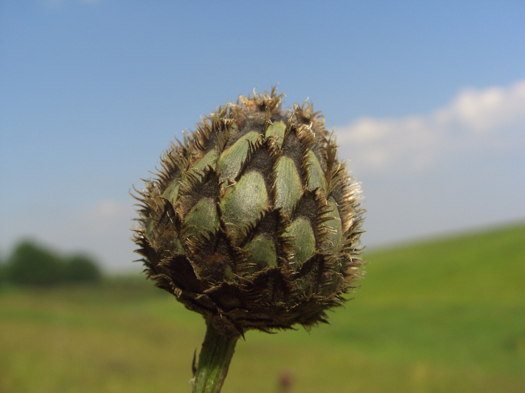 Image of Centaurea scabiosa specimen.