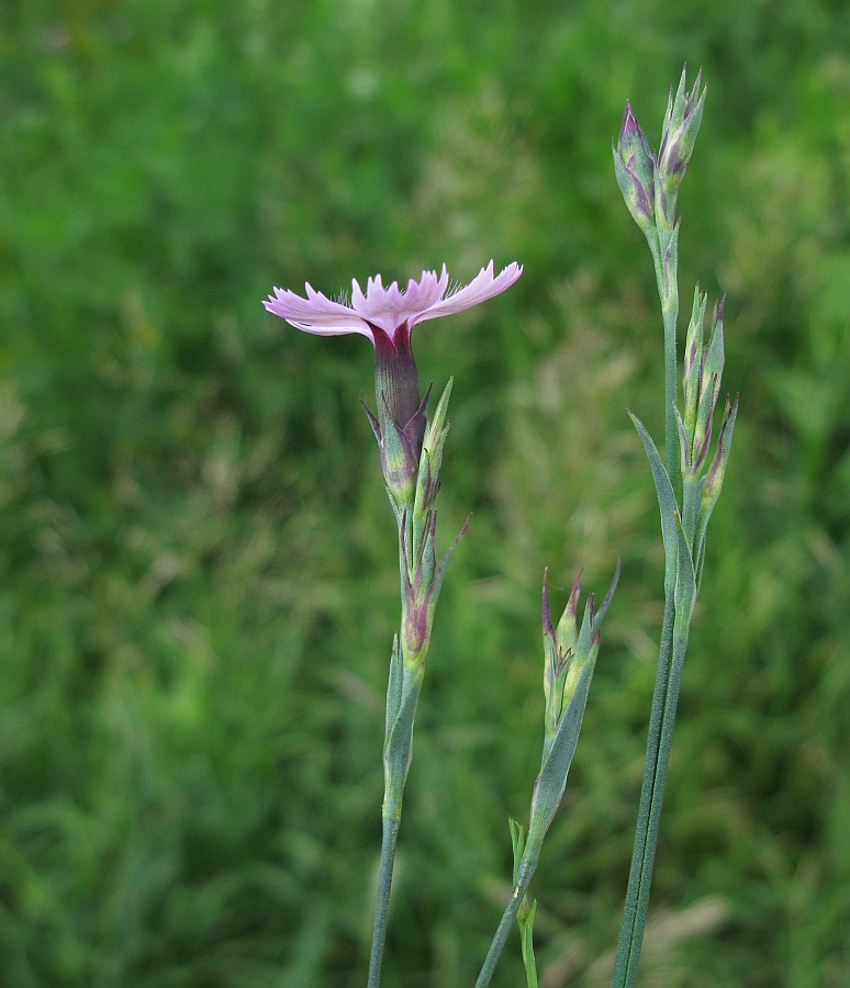 Image of Dianthus fischeri specimen.