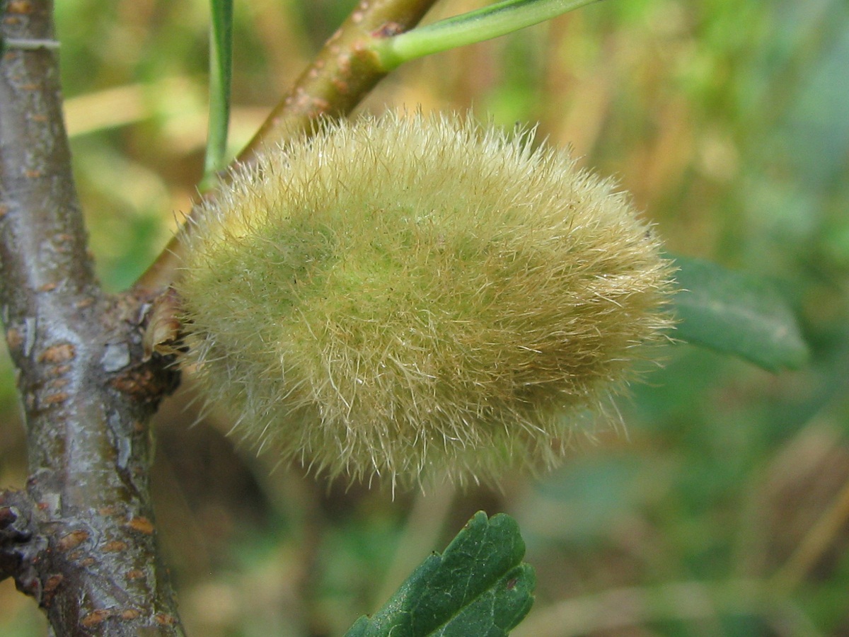 Изображение особи Amygdalus nana.