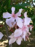 Nerium oleander