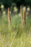 Calamagrostis glomerata. Верхушка плодоносящего растения. Ростовская обл., Аксайский р-н, окр. хут. Александровка. 26.06.2012.