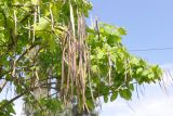 Catalpa bignonioides