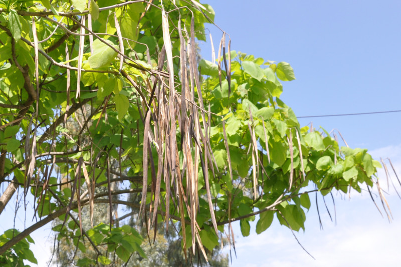 Image of Catalpa bignonioides specimen.