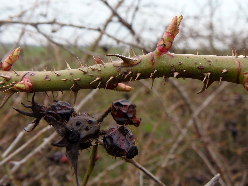 Image of Rosa rubiginosa specimen.